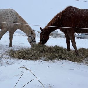Meet your Posher, Tarah
